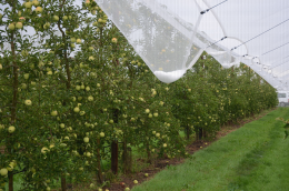 Verger de pommiers variété Goldrush en axe vertical après  une chute de grêle : déformation du filet